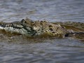 Krokodíl zabil zberača loptičiek